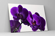Obraz Queen orchid 1396
